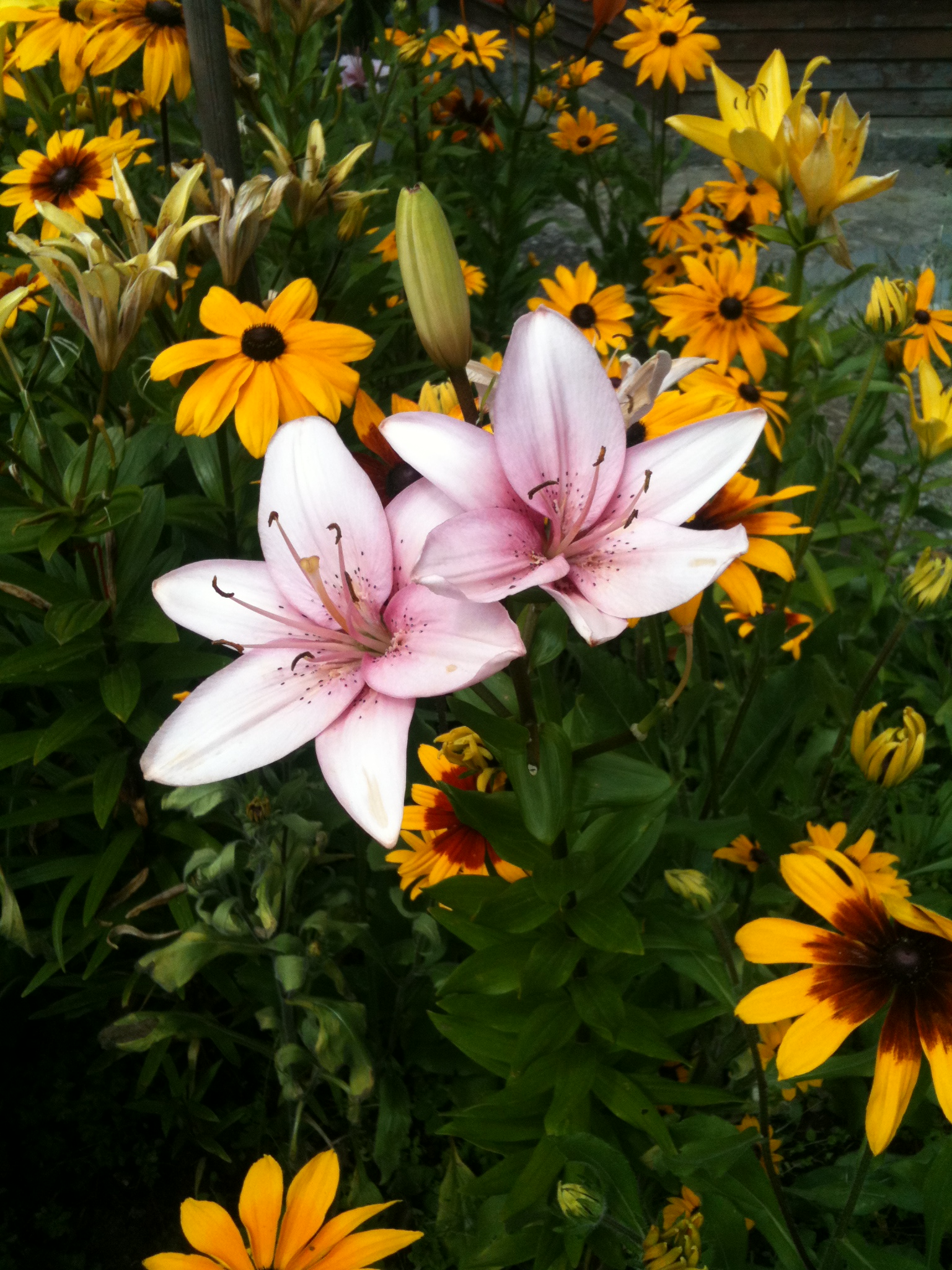 fotok..telefon 2015.szept 037.JPG